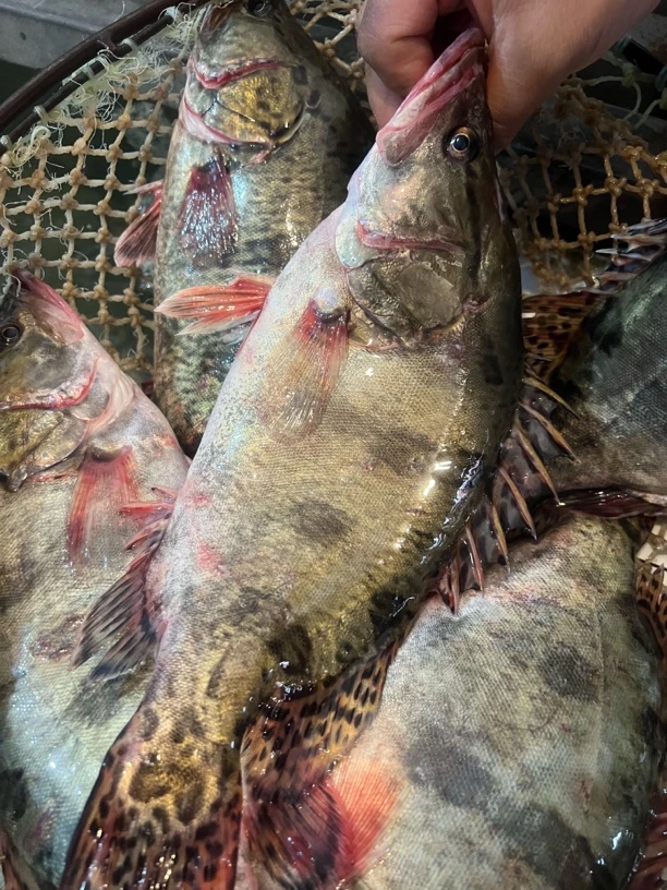 冷水鳌花鱼5.5-6斤（2-3条）中通包邮