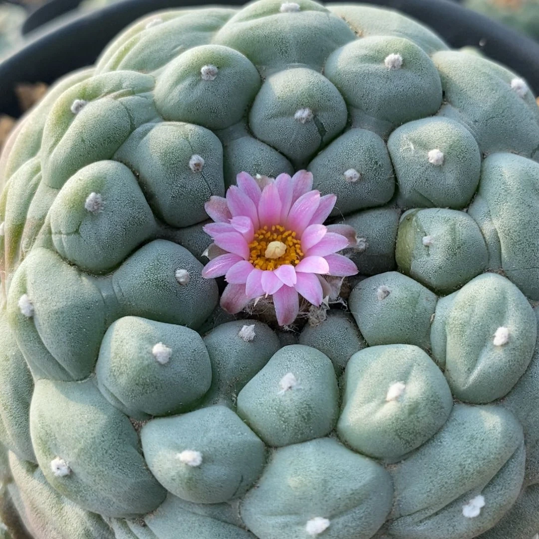 无刺仙人球开花了大尺寸佛头600