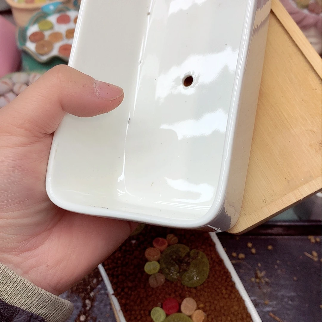 郎哥多肉生石花10-6