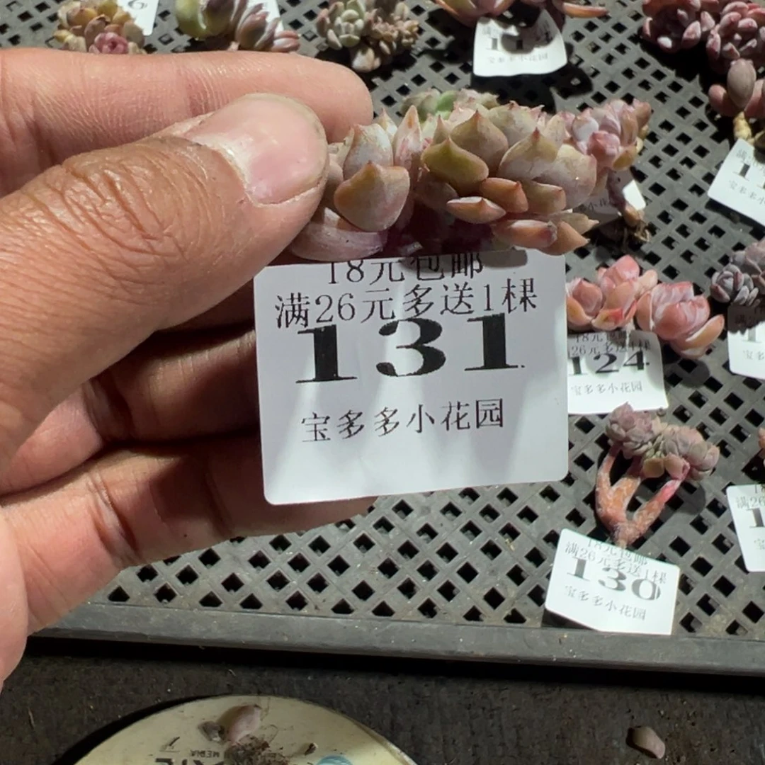 齐***琪131号夜莺小缀化一物一拍