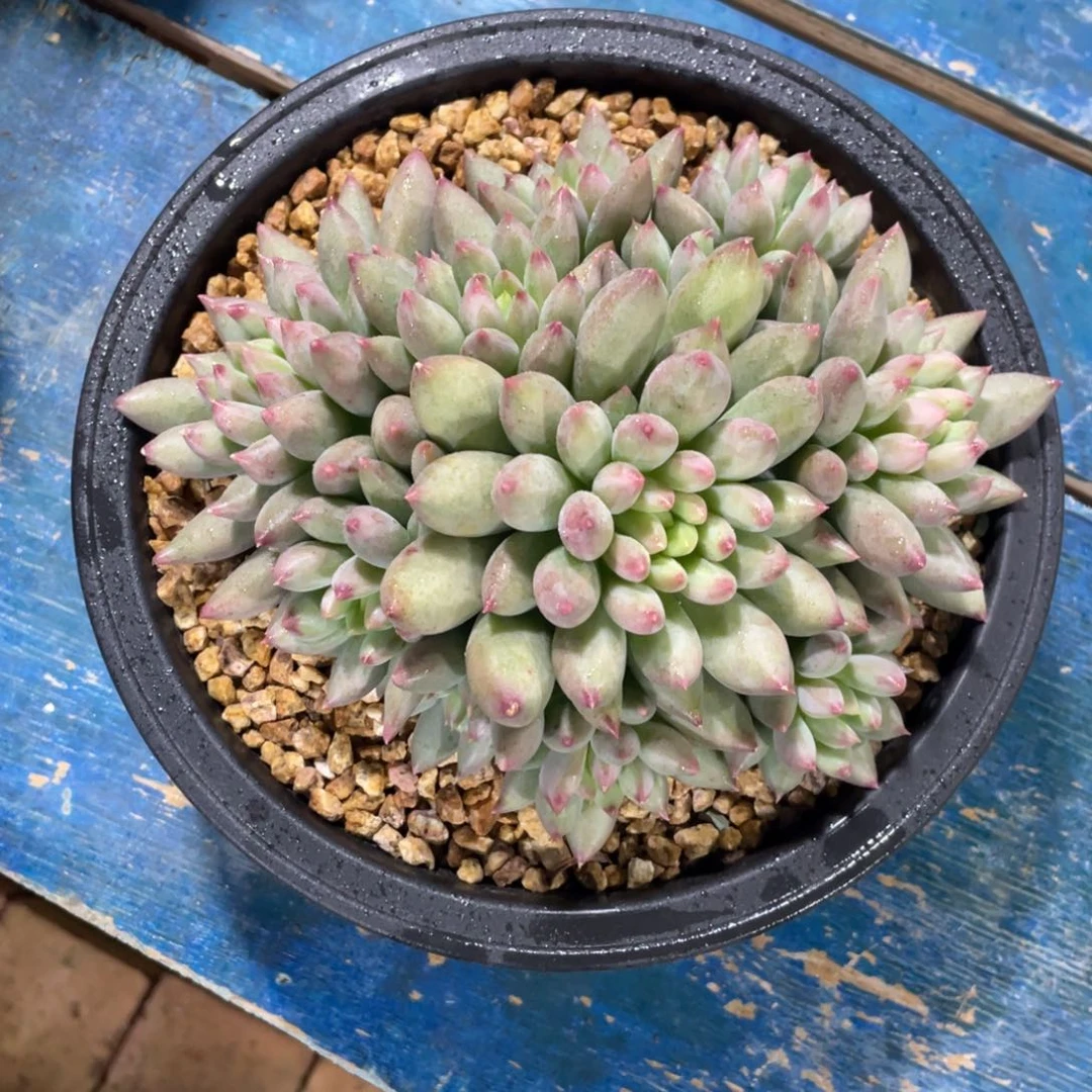 二代虞一物一拍中通快递