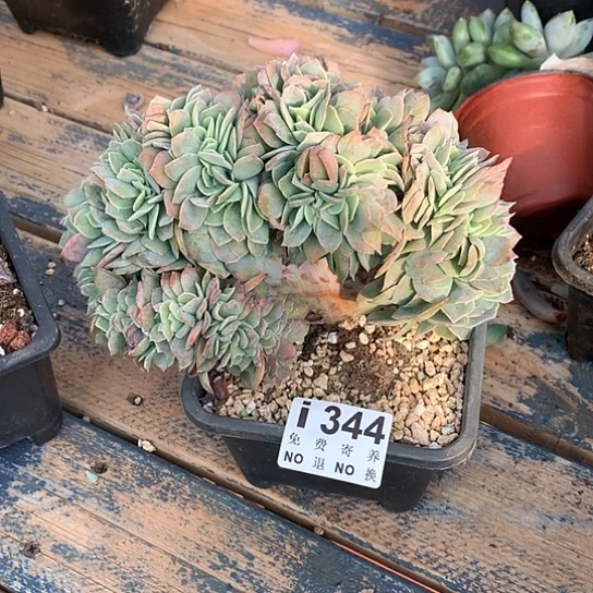 ****丽白玉兰缀化344 亏本处理退款拉黑7-8天发货