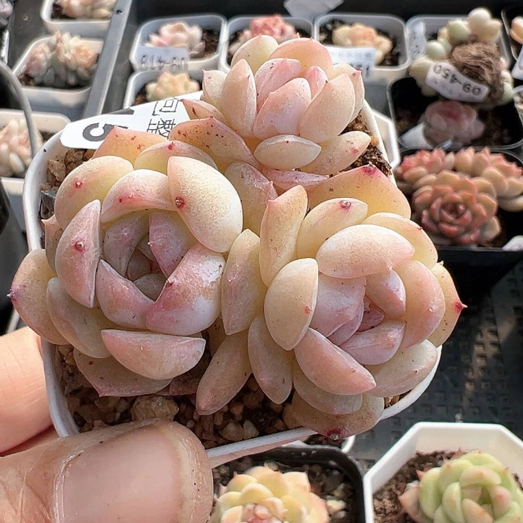 小卡拉米糖心一物一拍10-15