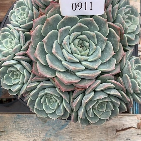 太***赵0911一颗888888888