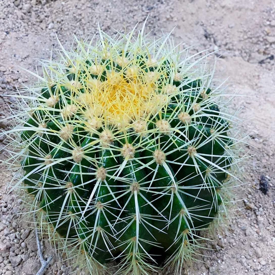 无花朵金虎带刺冠幅29厘米左右