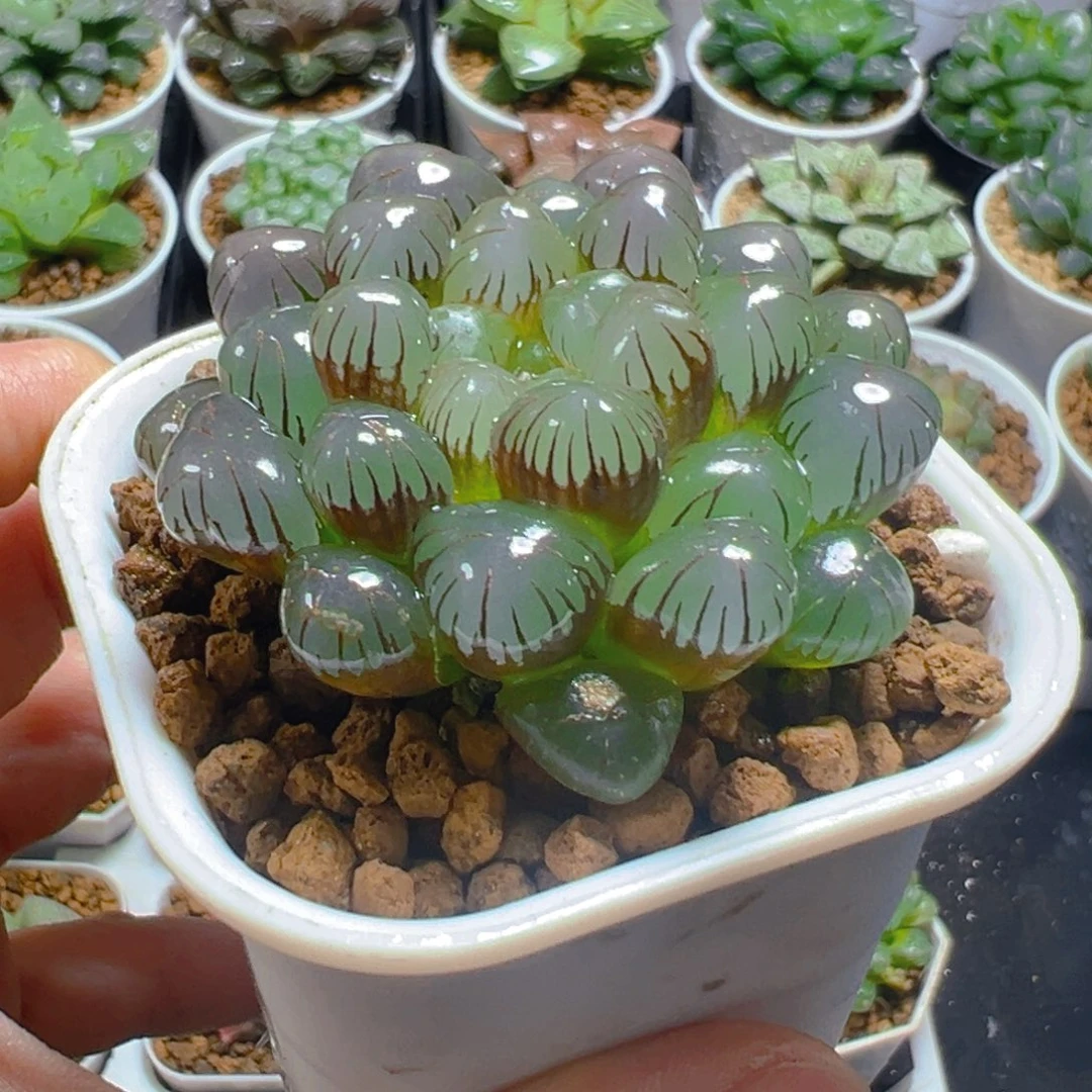 紫姬冰灯玉露多肉多肉