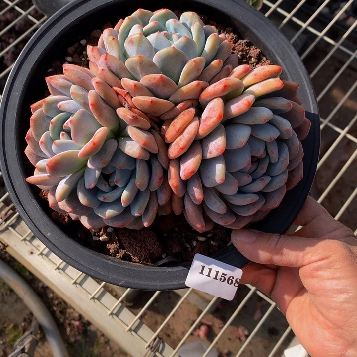 克****111568嗯嗯嗯嗯嗯好喜欢我