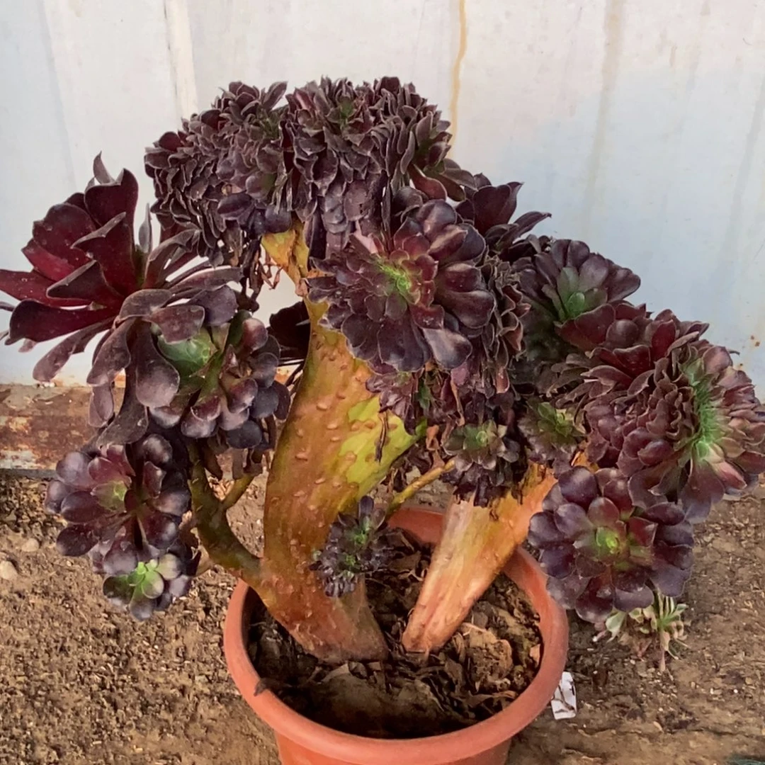 用***8欧紫缀化1颗多肉1792号欧紫