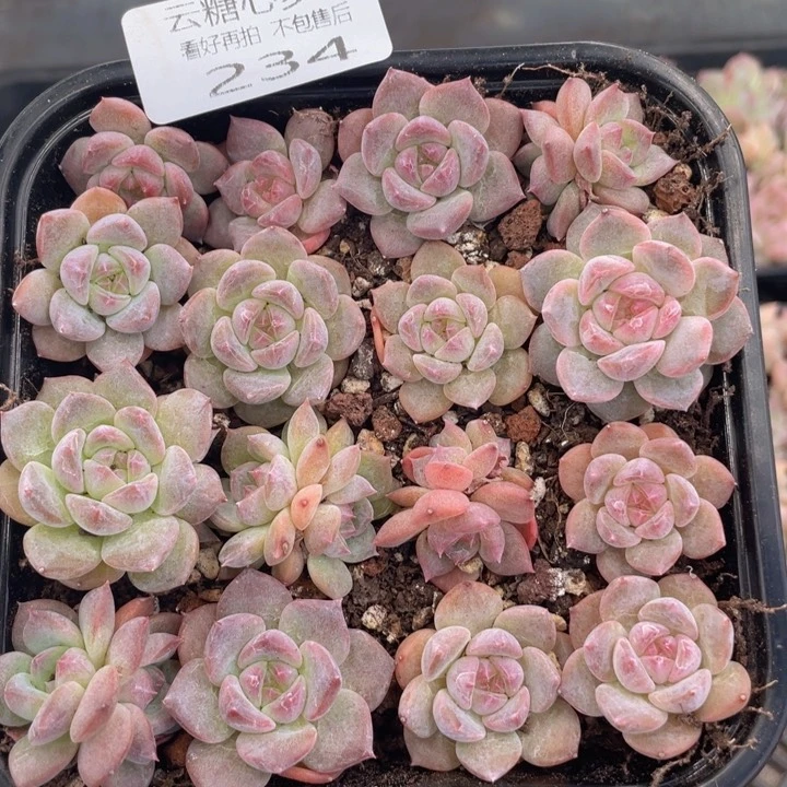 云糖心多肉植物234