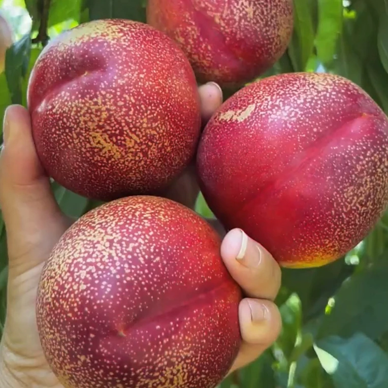 新48号早熟麻点油桃树苗 六月中旬成熟 高糖浓甜 丰产抗冻