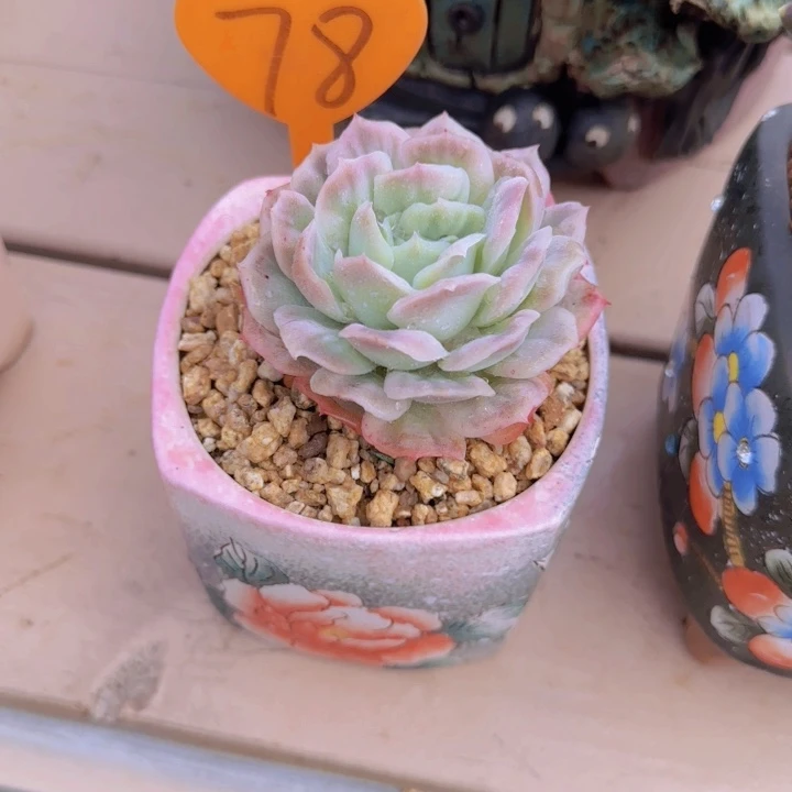 辉****徒78多肉植物一物一拍