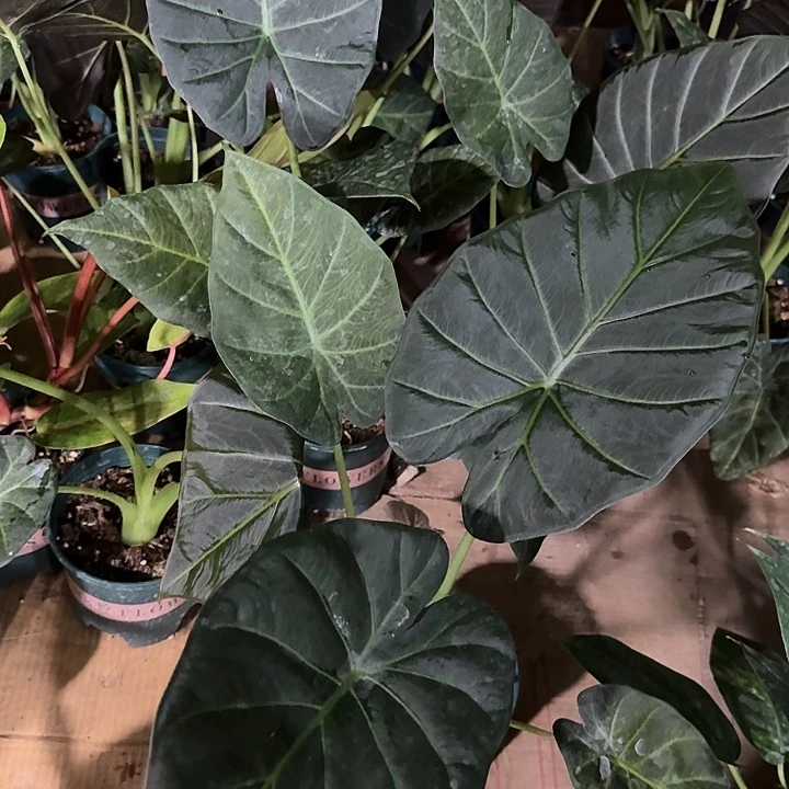 无花朵帝王盾海芋不包叶损