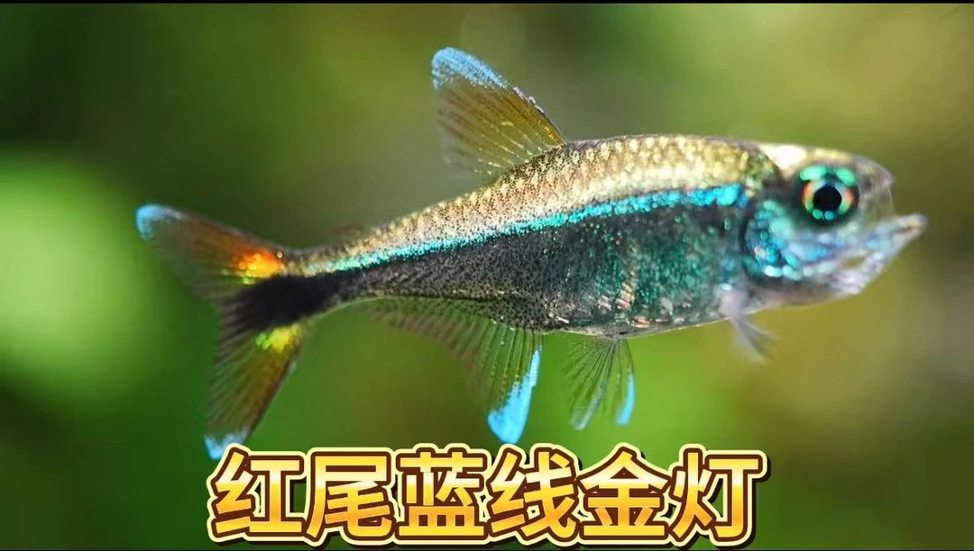 红尾蓝线金灯鱼（红尾）南美灯鱼热带