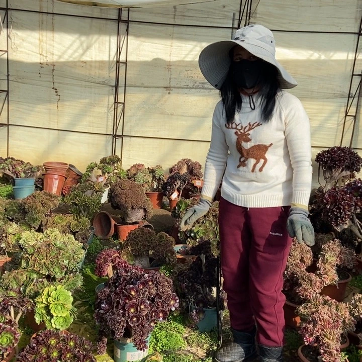 思*723欧紫缀化老桩