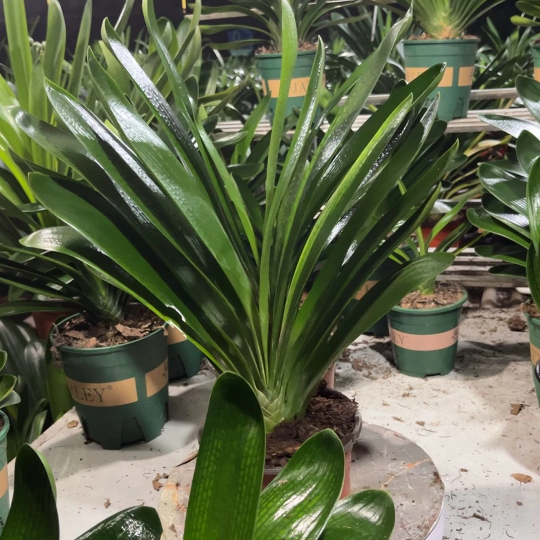 当前无花栽培后可以开花