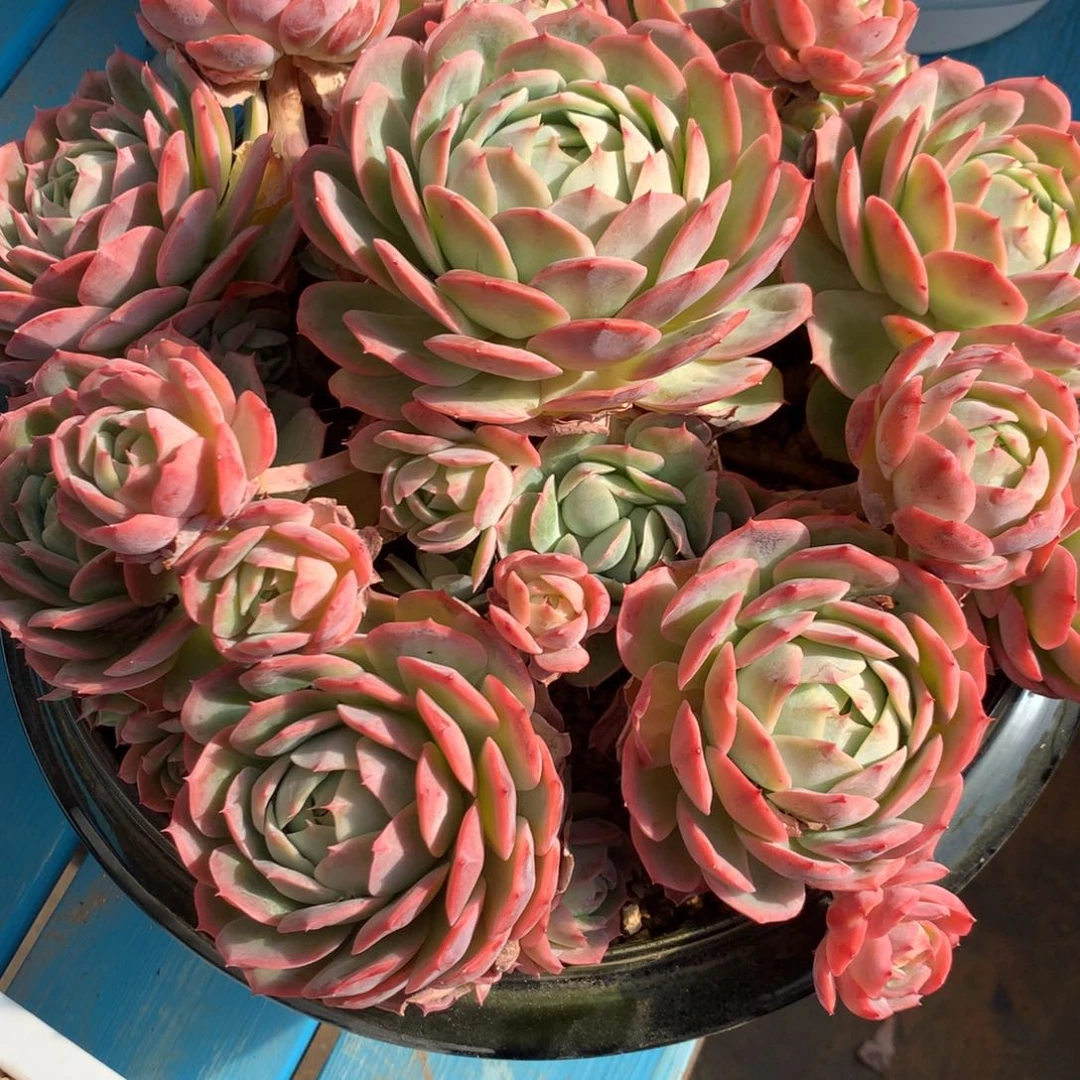 妮***姐桃花坞00000000000000000