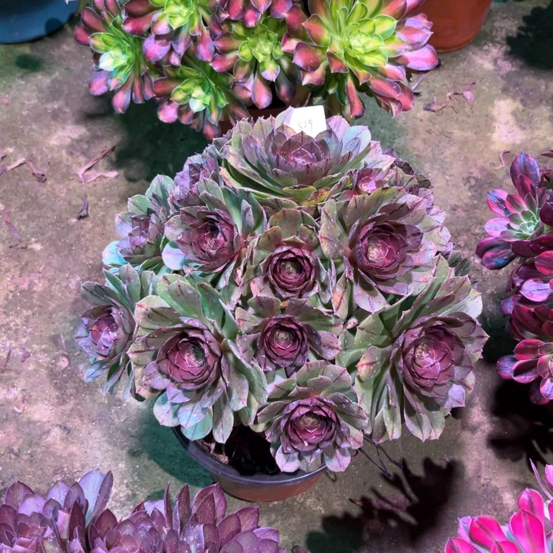 多肉植物万拉丝529