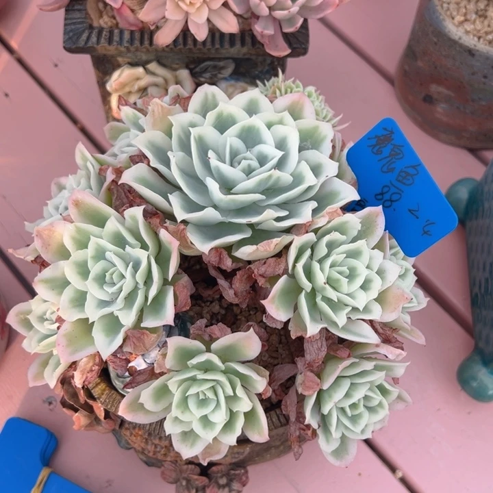 蓝***鱼柠檬玫瑰锦 魔鬼鱼