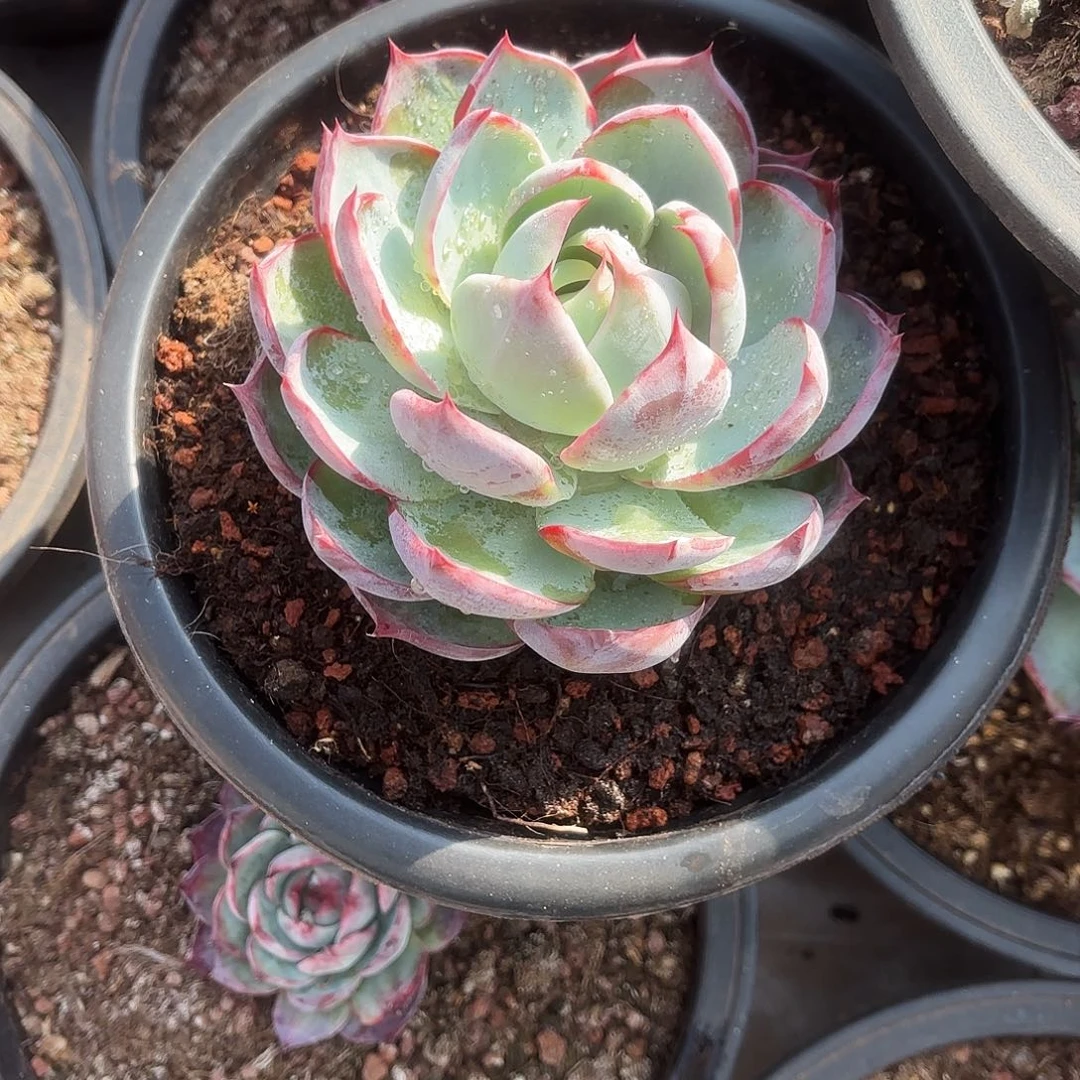 陈燕云姐的6个勾魂仙子