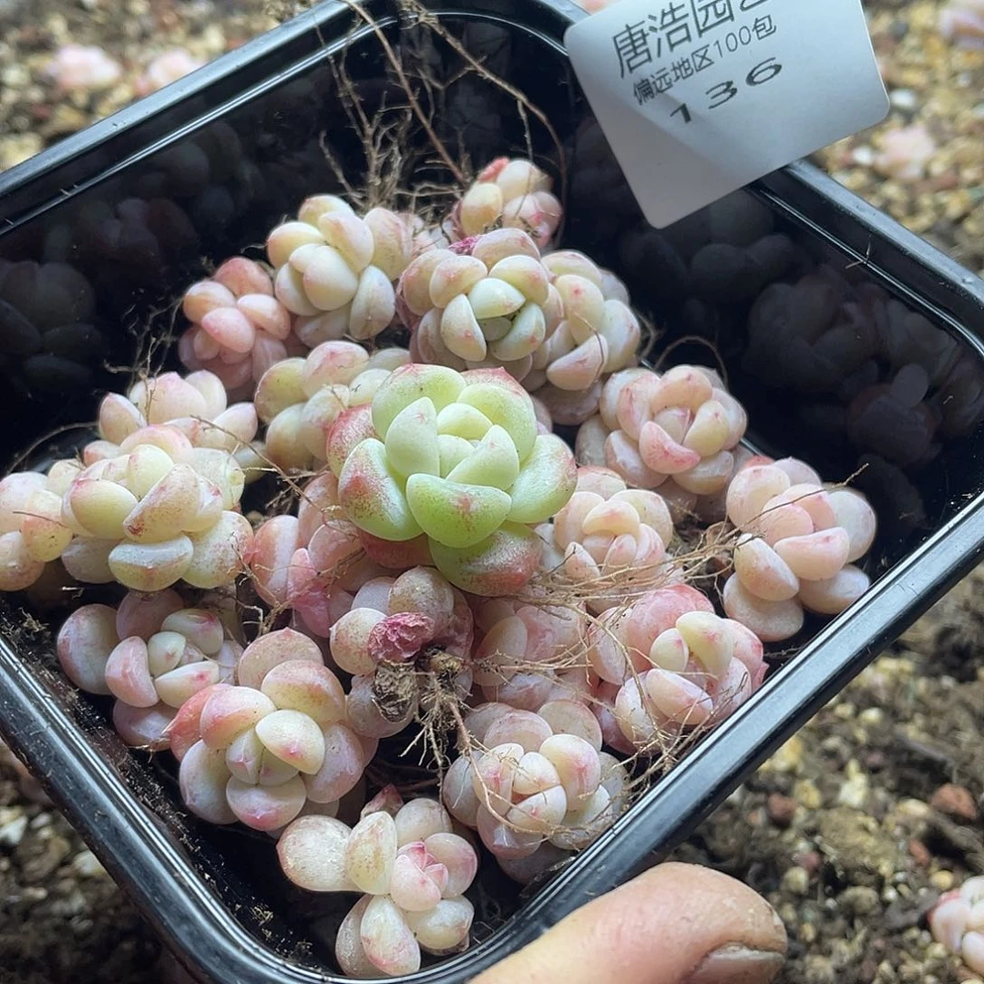 j***5水晶鞋一物一拍136