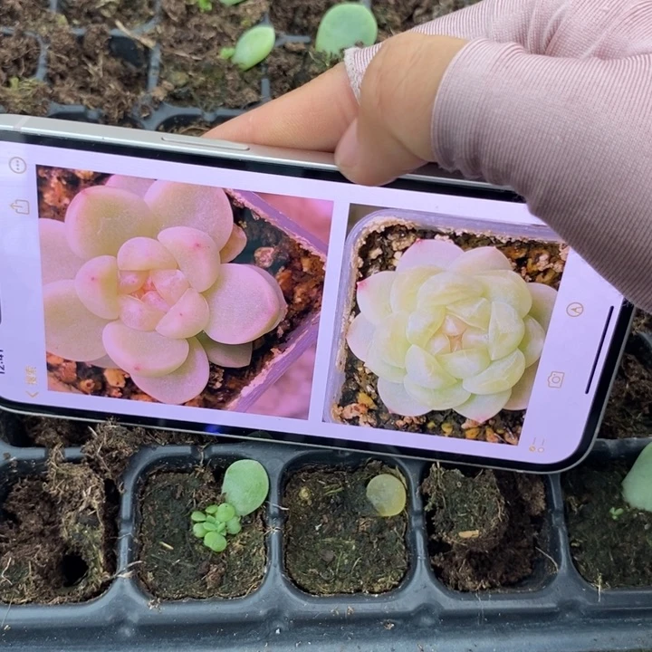 财富F芽苗一个多肉