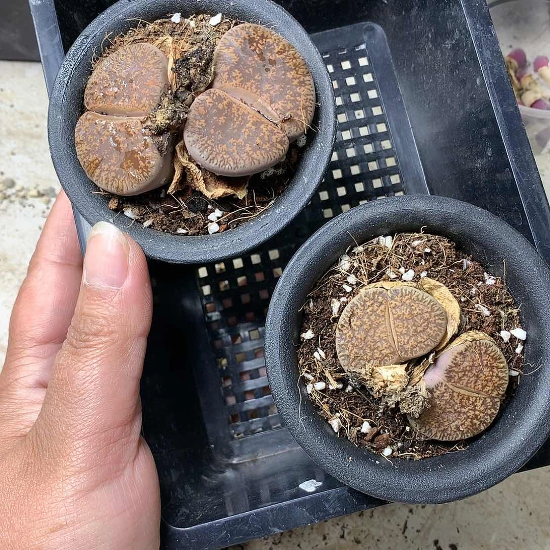 大***?D299多肉植物保护研究所