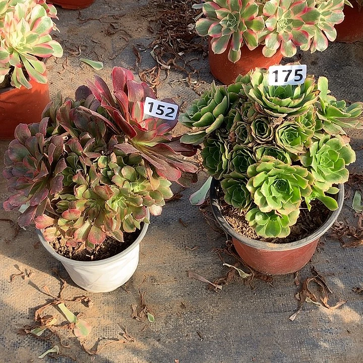 不周正2个175-152号多肉