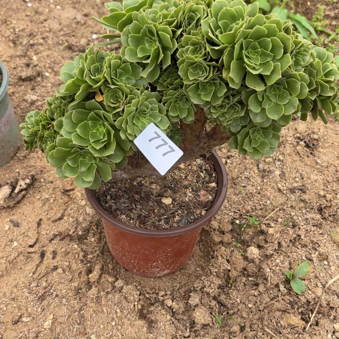 微***安绿羊绒缀断枝不包777