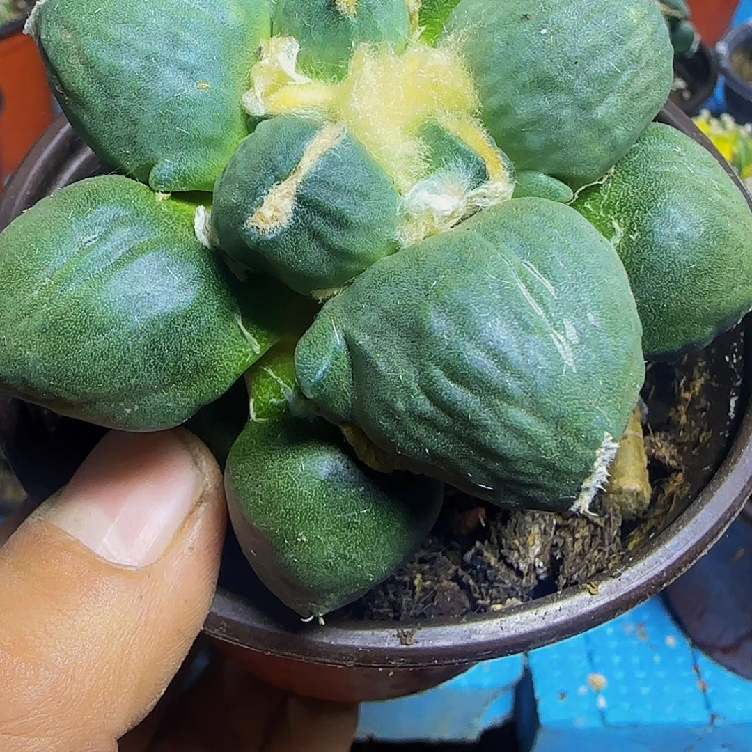 往***嫣大型蛋蛋372。
