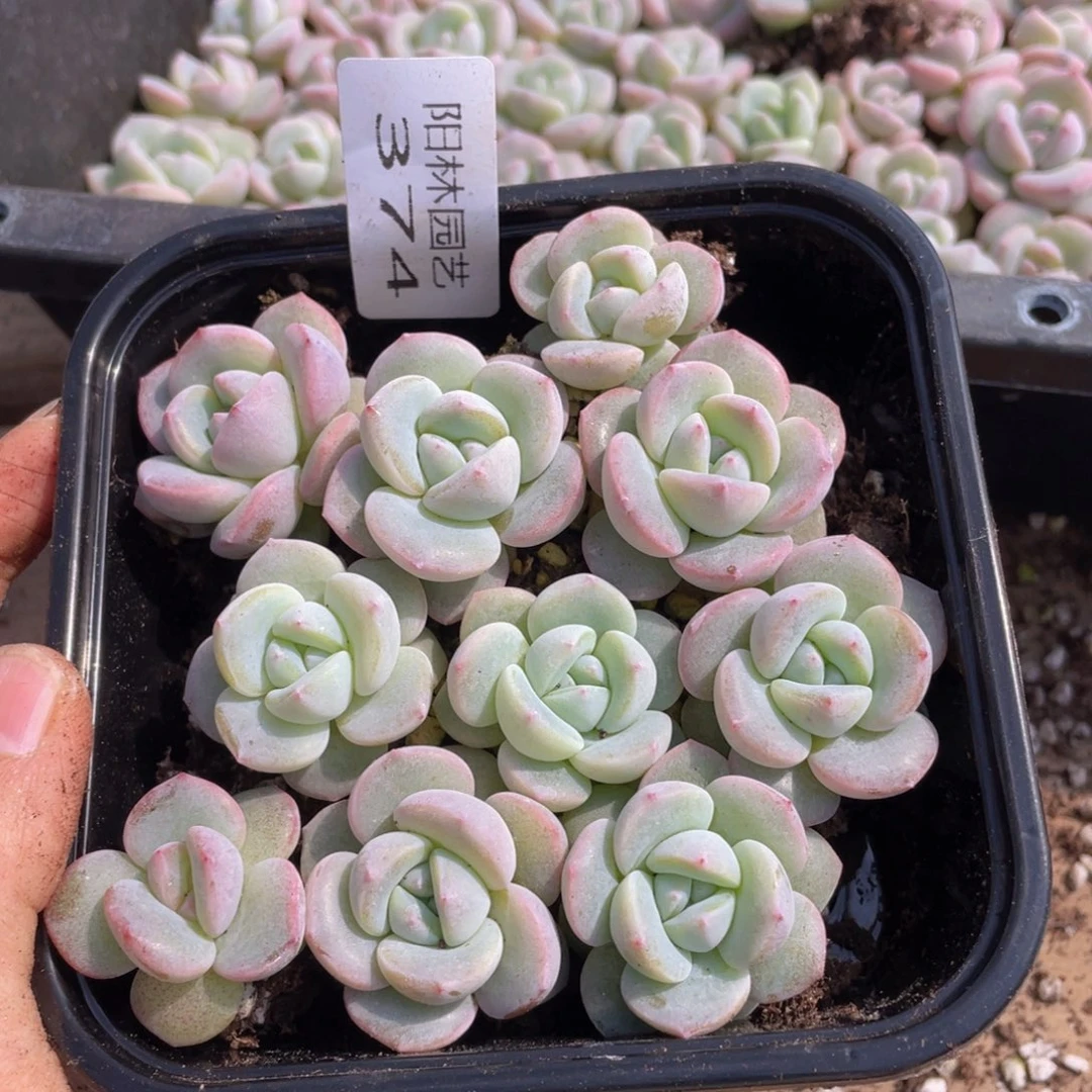 多肉植物多肉植物374