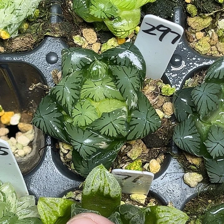 297夏沫玉露锦脱土发货