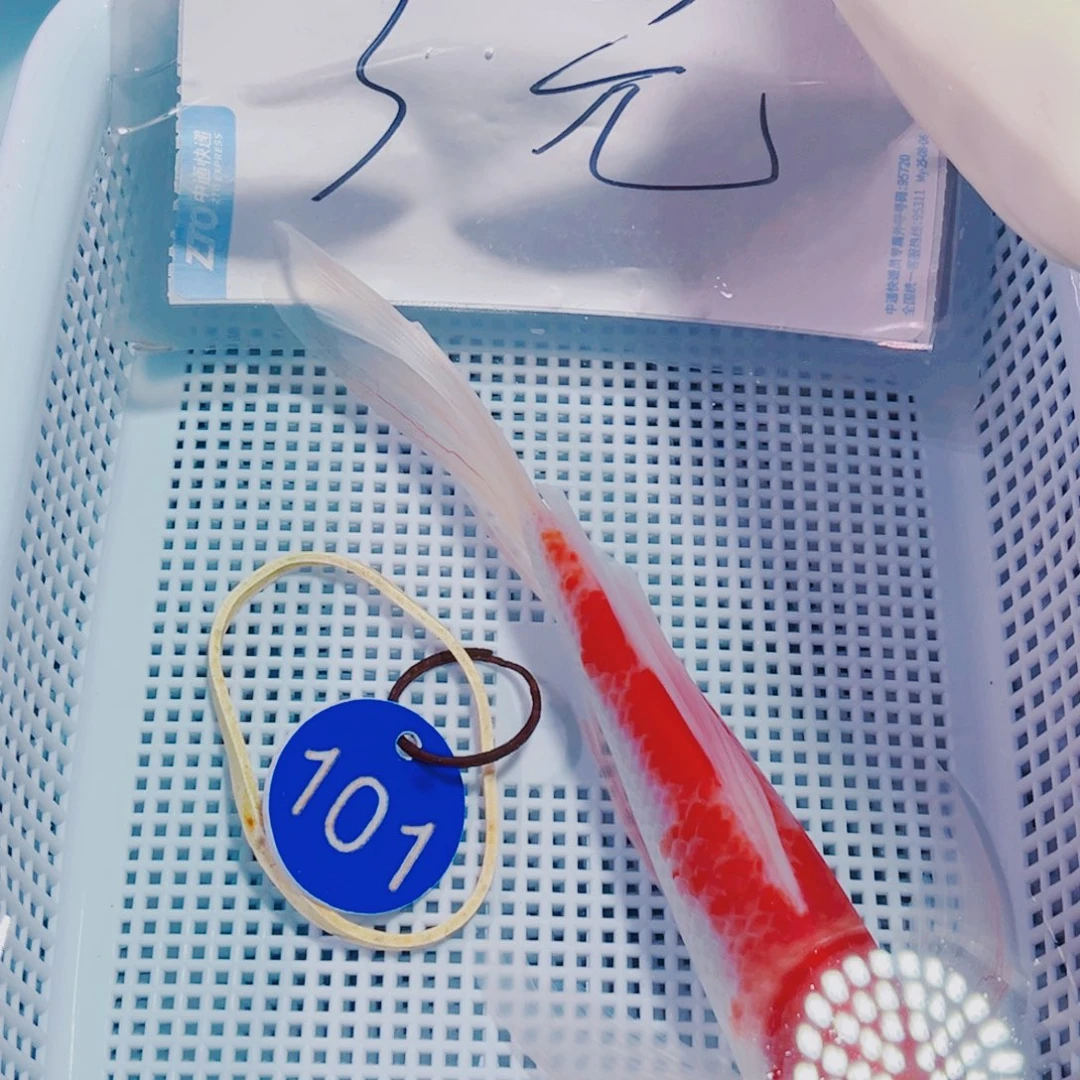 锦鲤101 锦鲤观赏鱼冷水