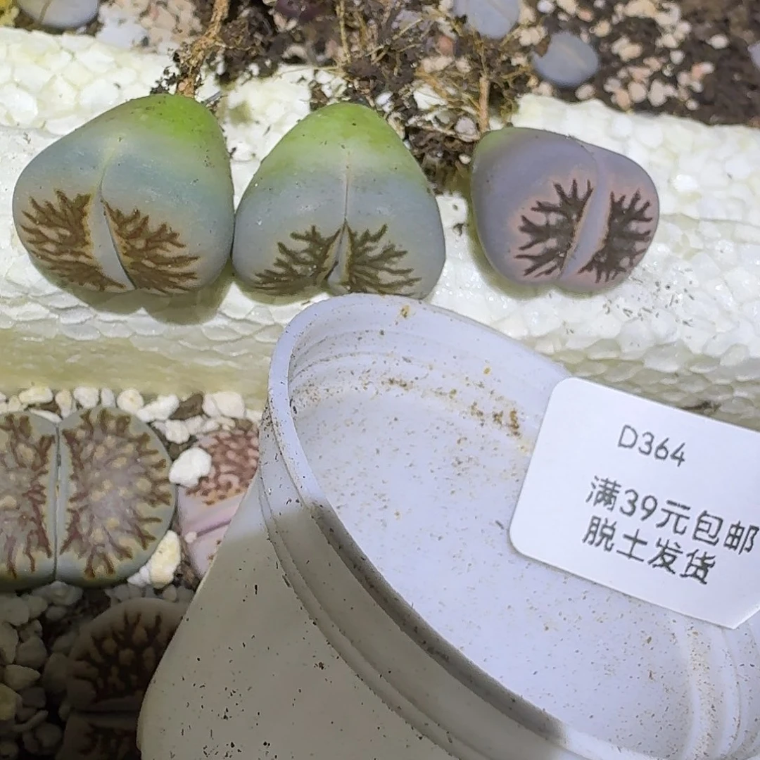蜓***蜓364多肉哈哈哈哈哈哈
