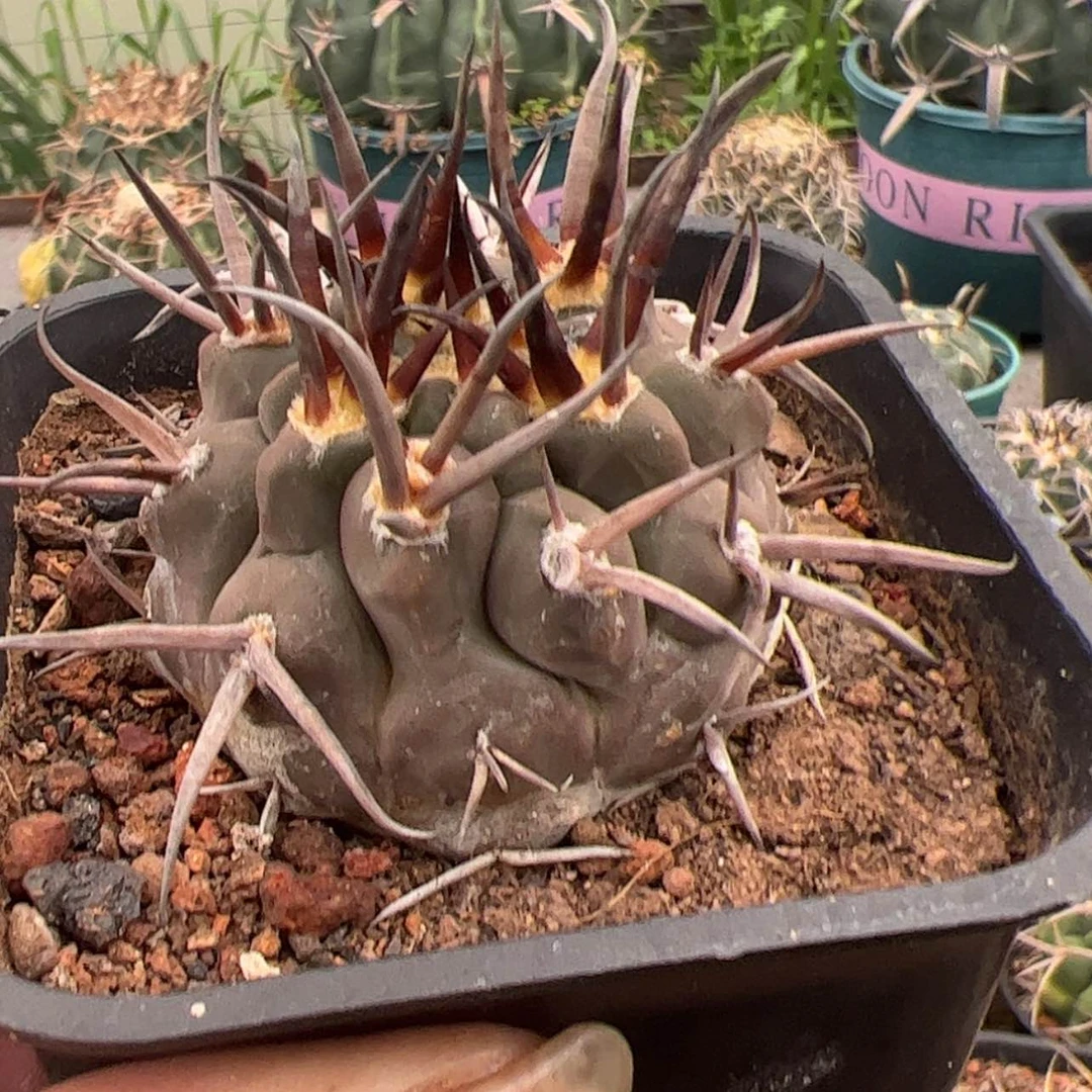 【闪购商品】实生仙人球