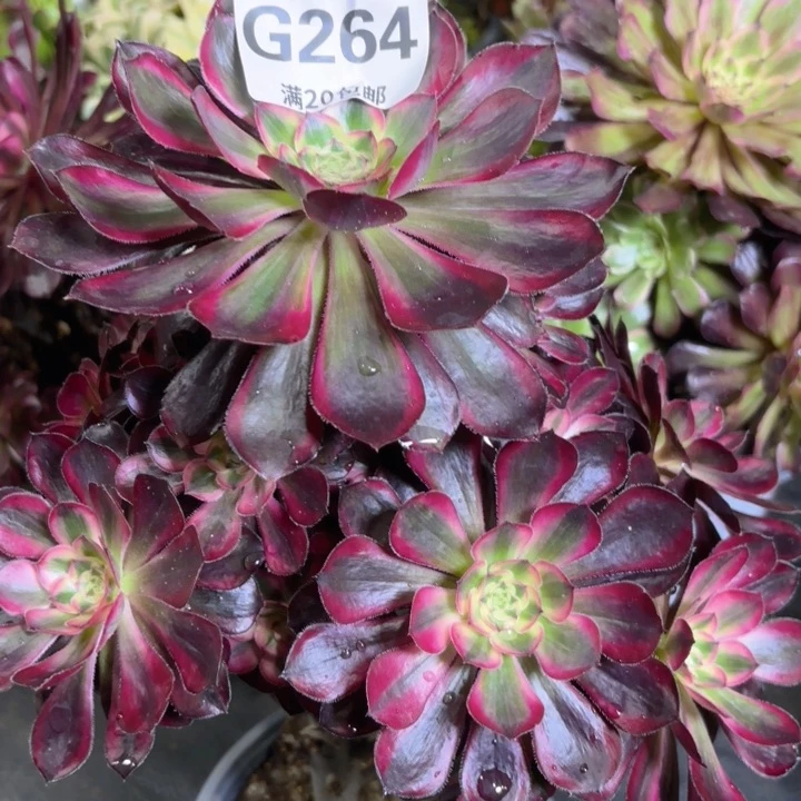 瑞妈多肉园艺264，有断枝