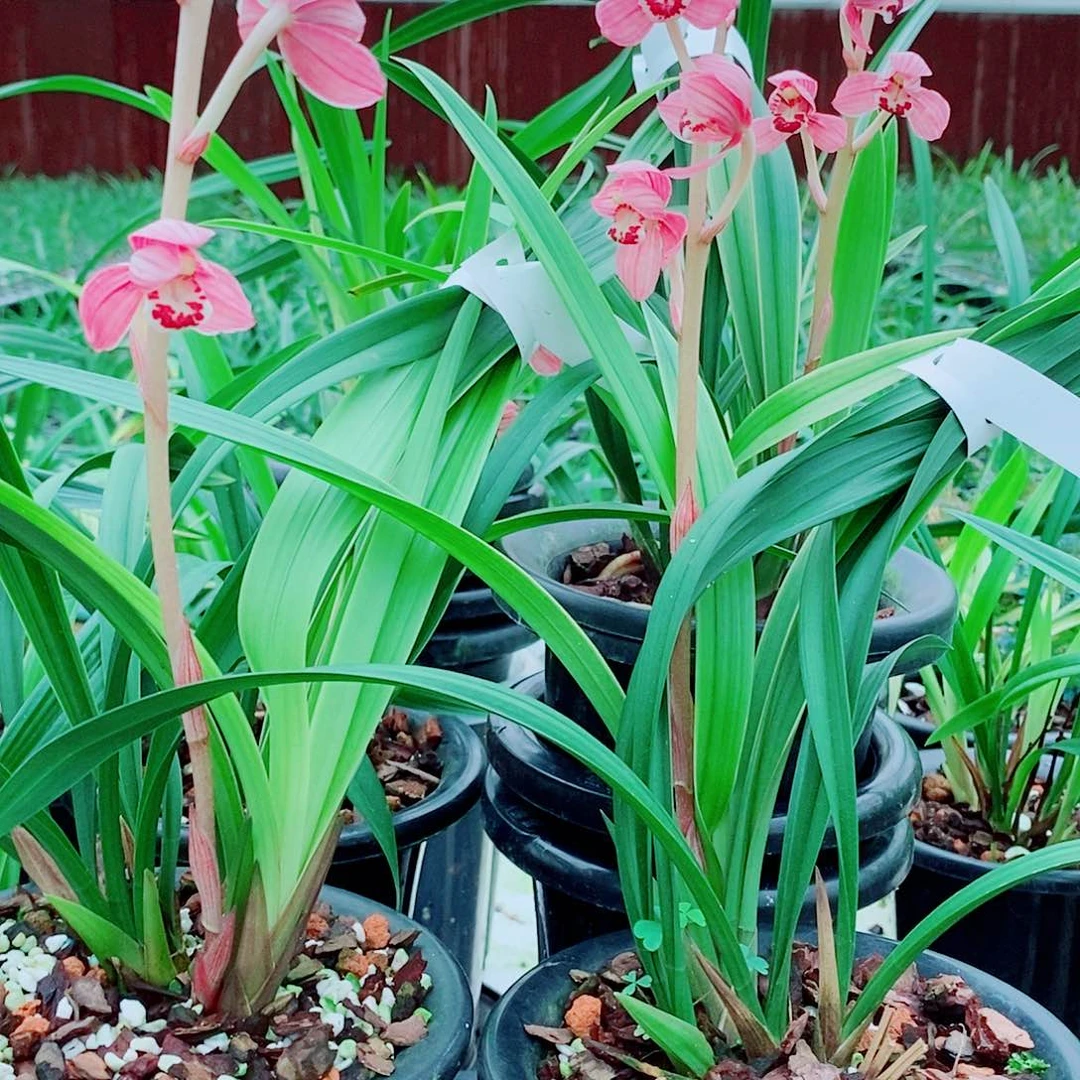 黑***狼一物一拍花花开花