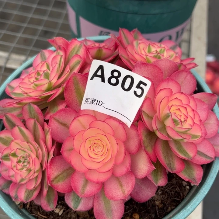 805倾城朵朵16厘米左右