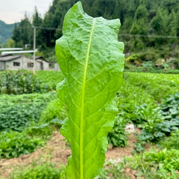 食叶草——正宗专业畜牧用牧草，猪鸡牛羊水产用，营养高产量高技术优