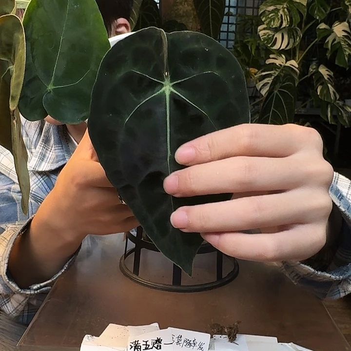 不开花植物I189黑丝绒杂细脉