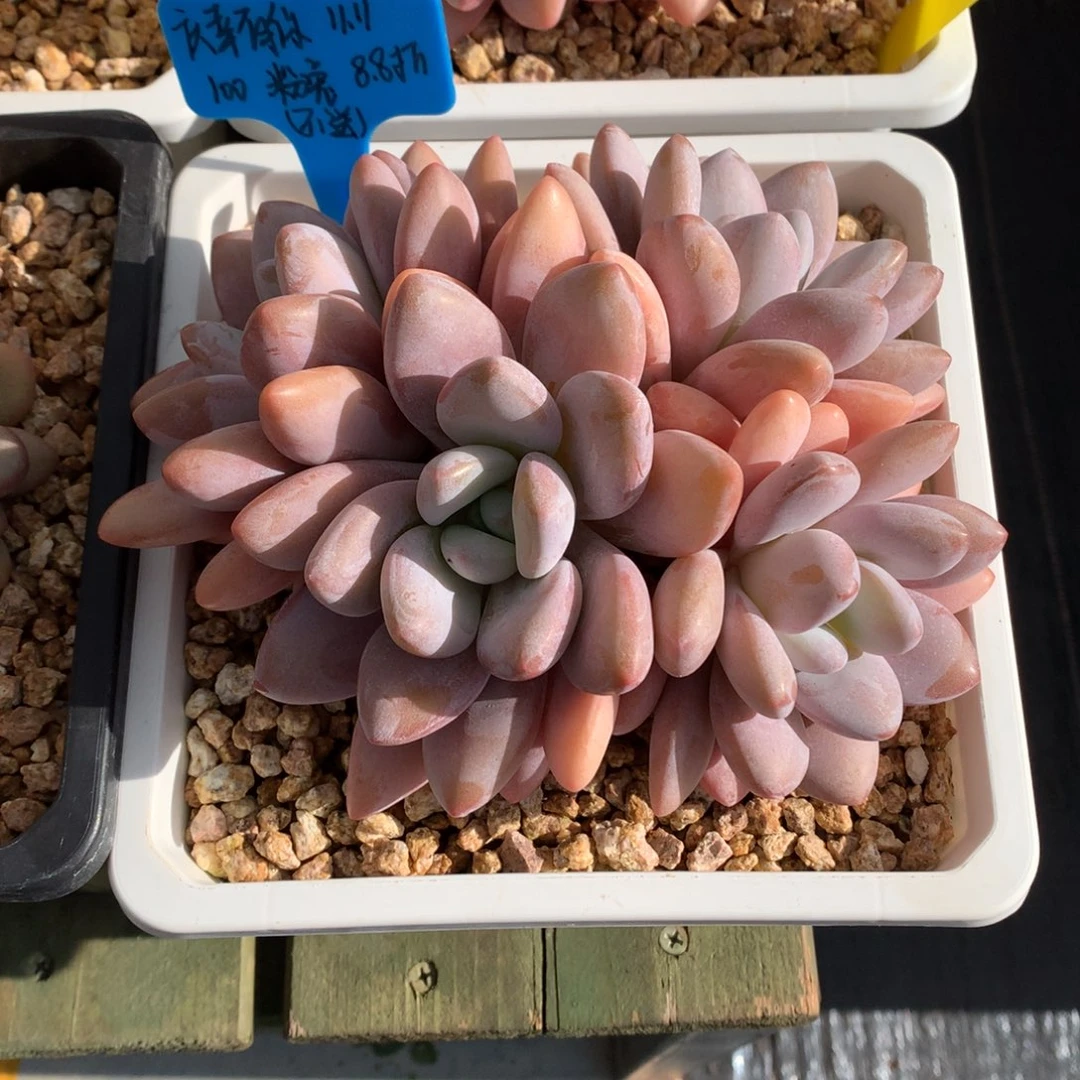 庆***你我们家的小仙女们