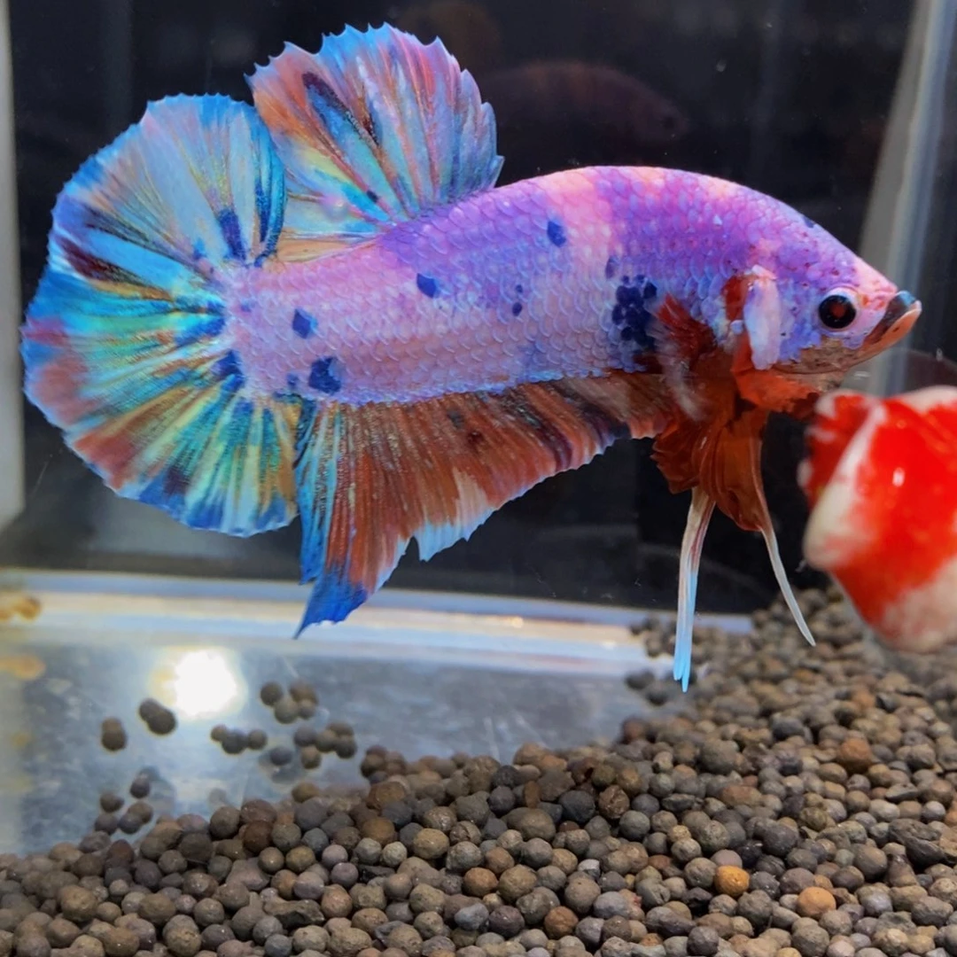 斗鱼226巨斗11111