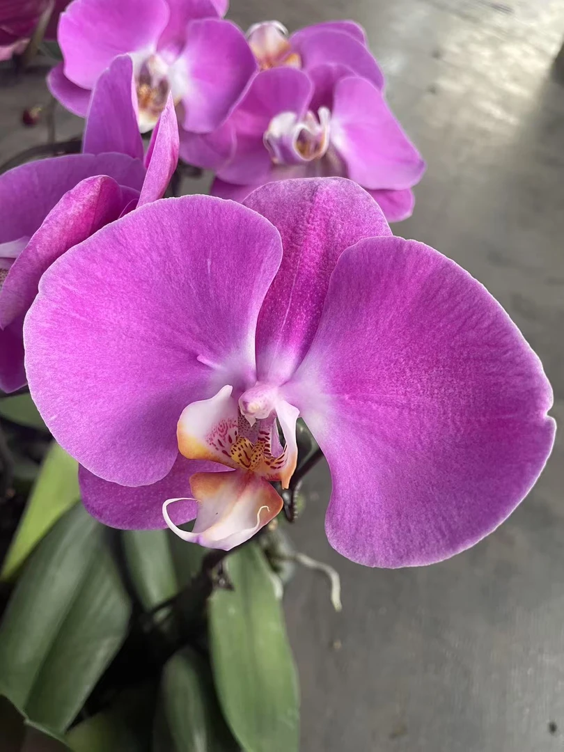 （红粉）蝴蝶兰开爆无售后 云南昆明基地直发微瑕