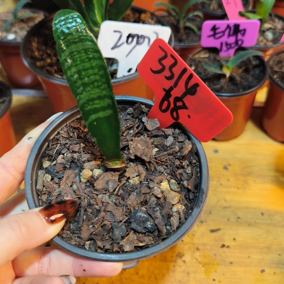 用***4无花朵君子兰直播带货