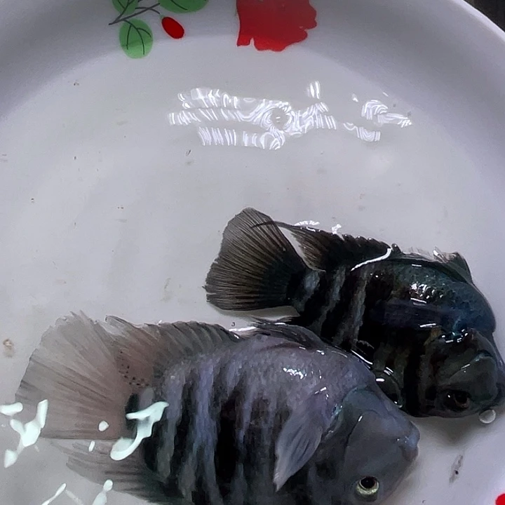 鹦鹉鱼迷你鹦鹉宝蓝