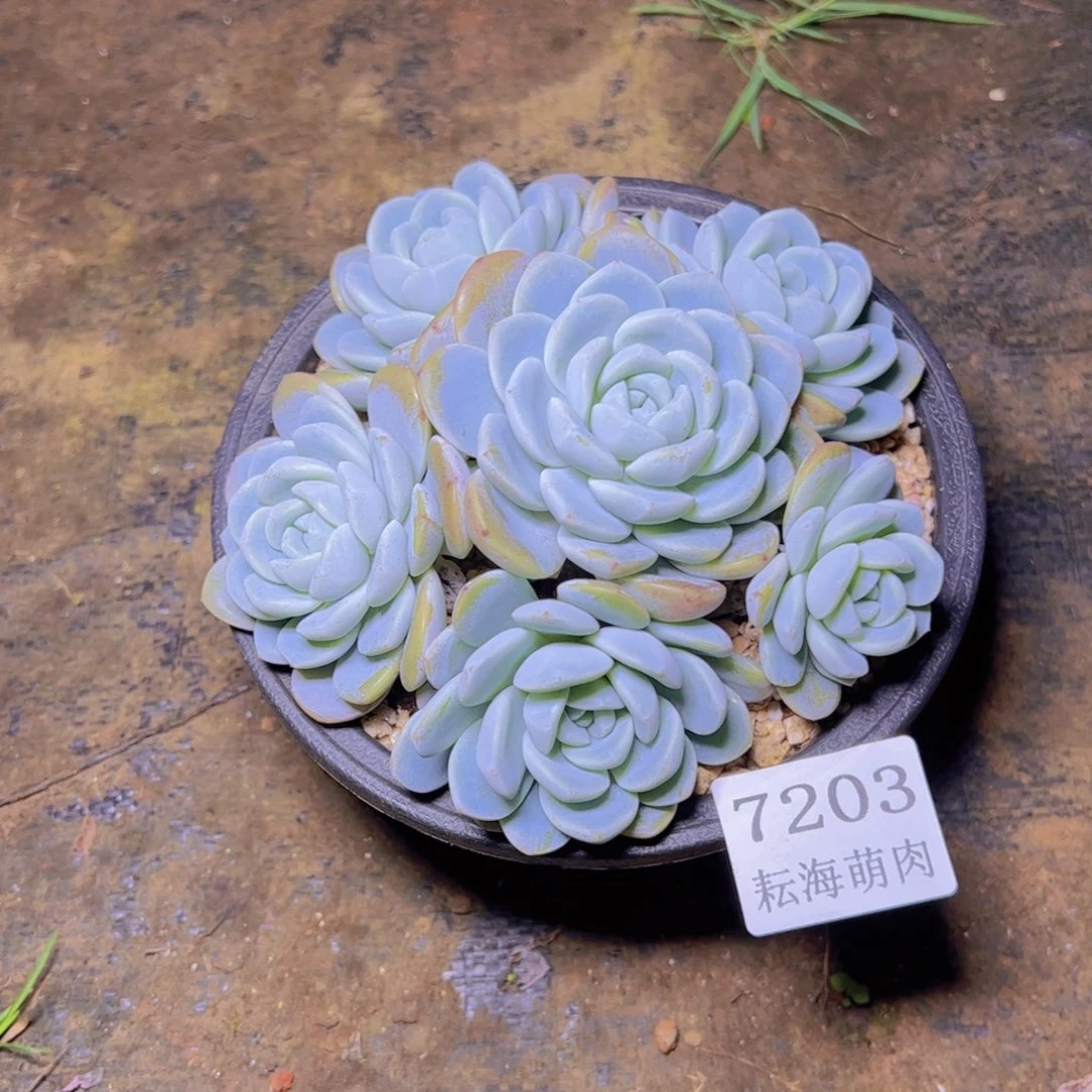 遇***8冰玉7203多肉植物带盆发