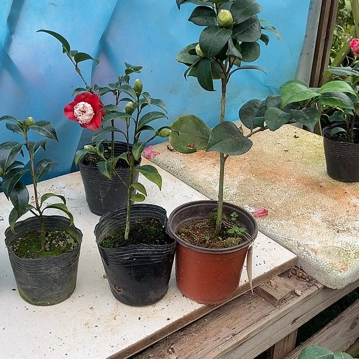 完全开放红卜王冠