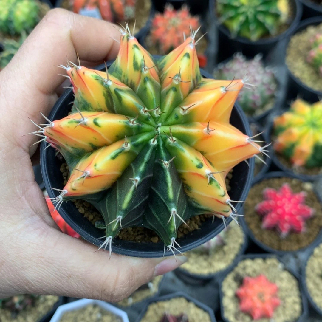 距**j仙人球一物一拍25