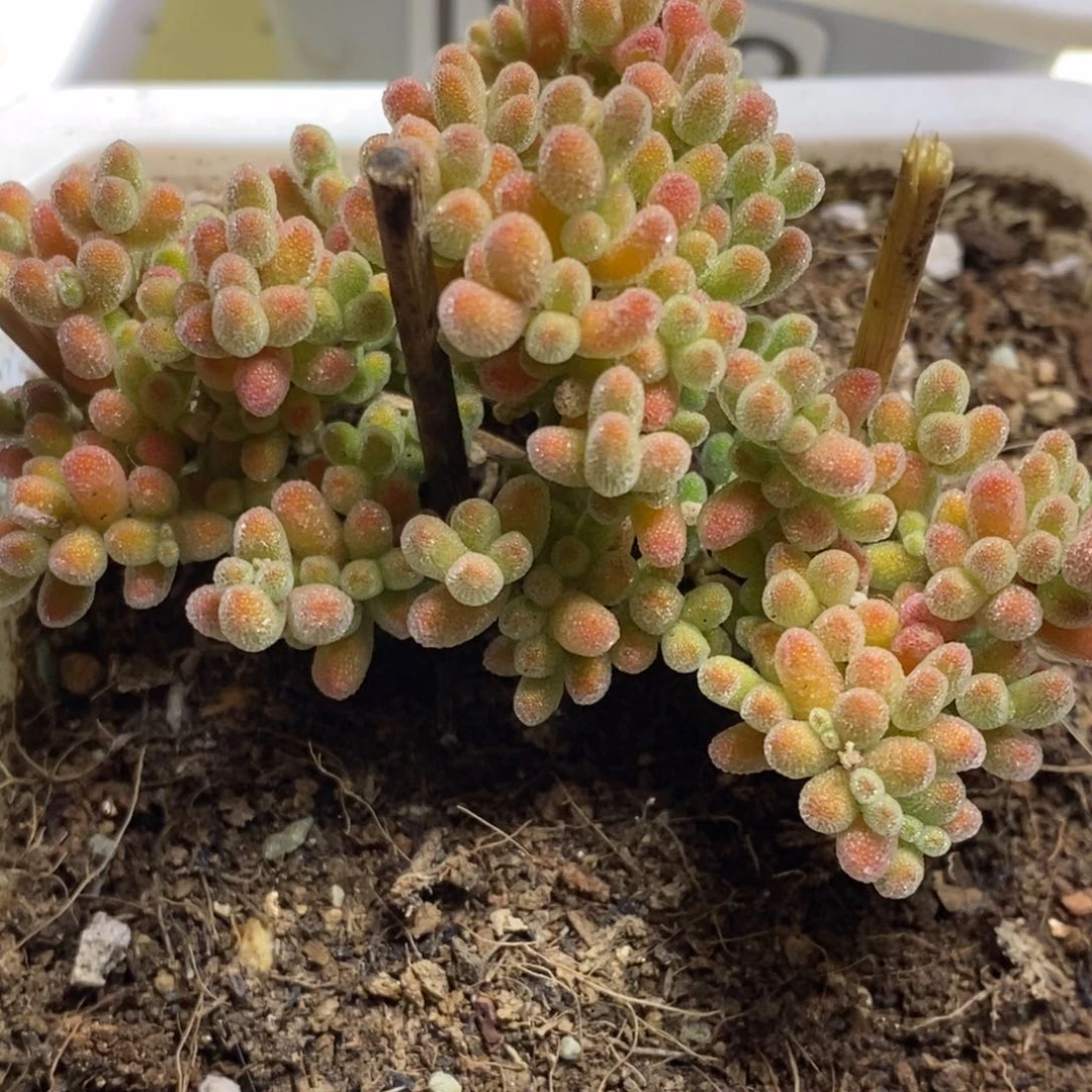 喵**喵补差价冰晶杂D116