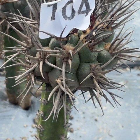 ௸****104号袖蒲苗接火焰摩天龙