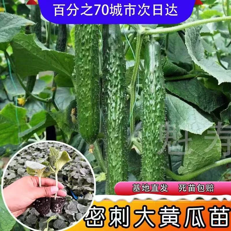 强雌油亮密刺大黄瓜苗秧苗全雌水果黄瓜苗种子四季寿光苗场直发
